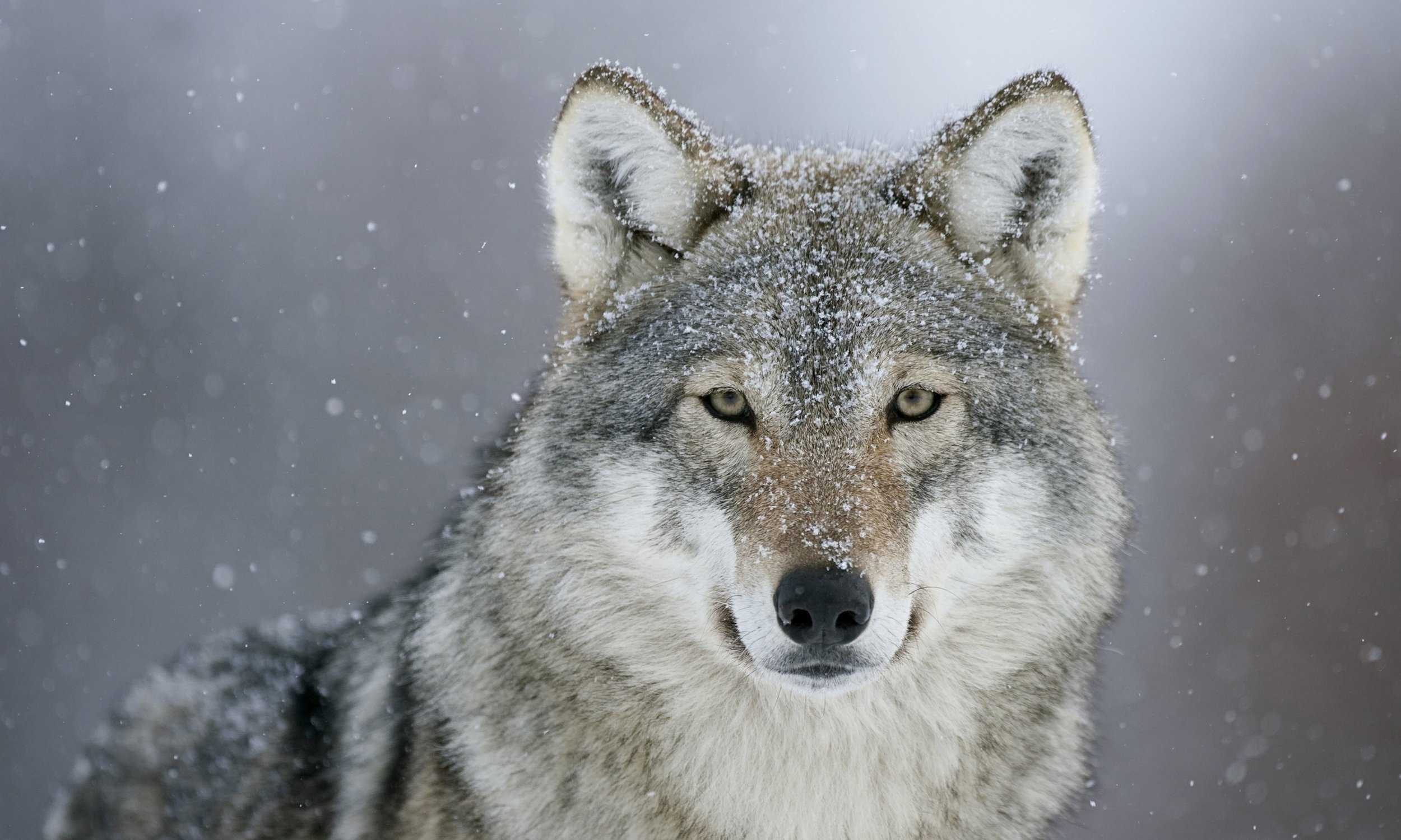 Wolf Screenshot