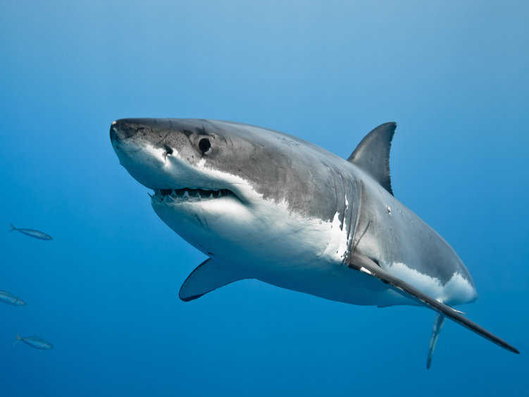 Great White Shark(Depth) Screenshot