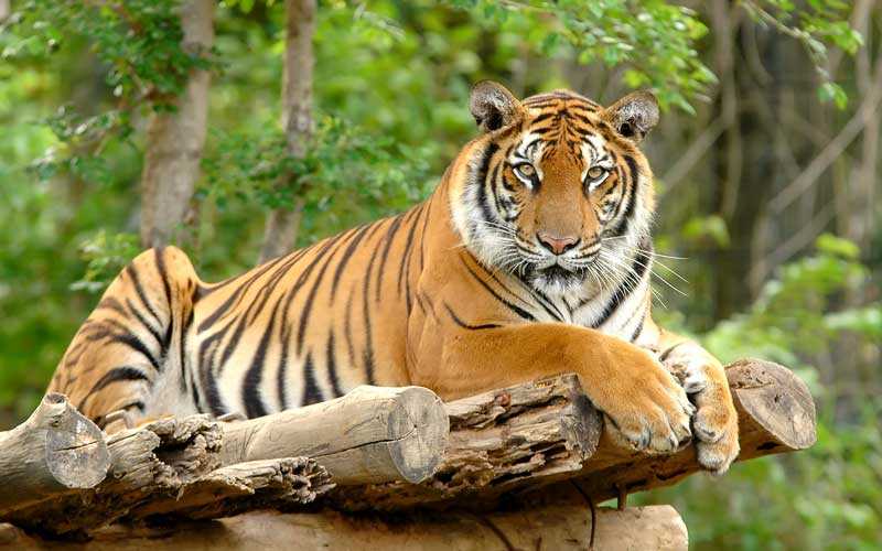 Bengal Tiger Screenshot