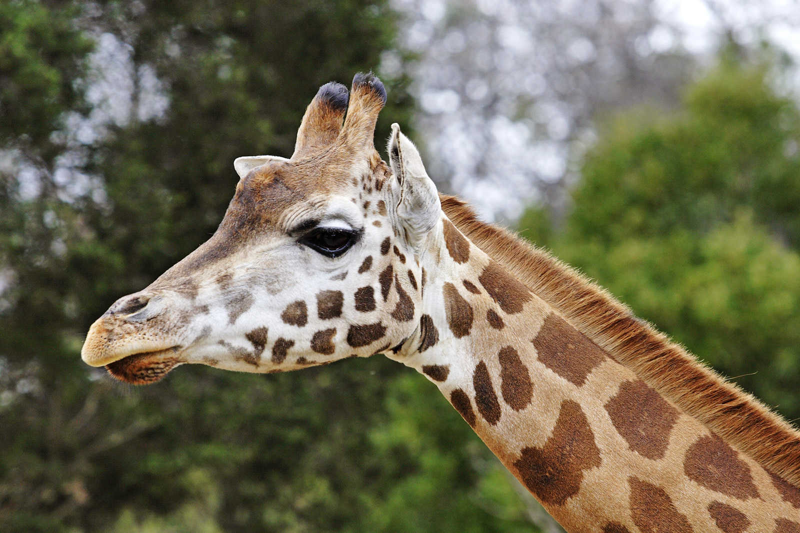 Giraffe Screenshot