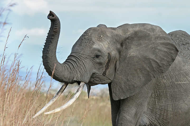 Elephant Screenshot