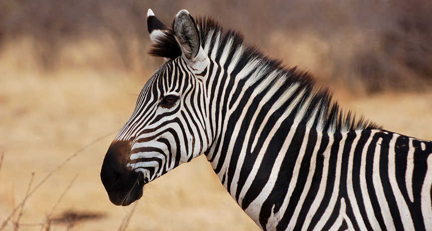 Zebra Screenshot
