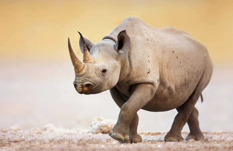Black Rhino Screenshot