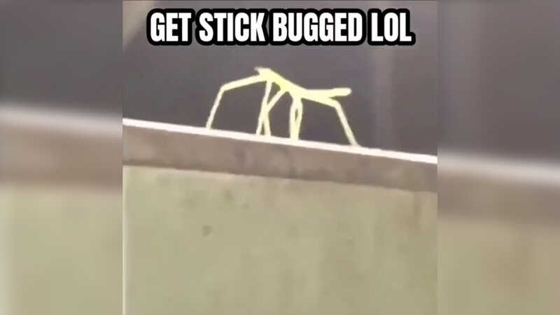 Stick Bugg Screenshot