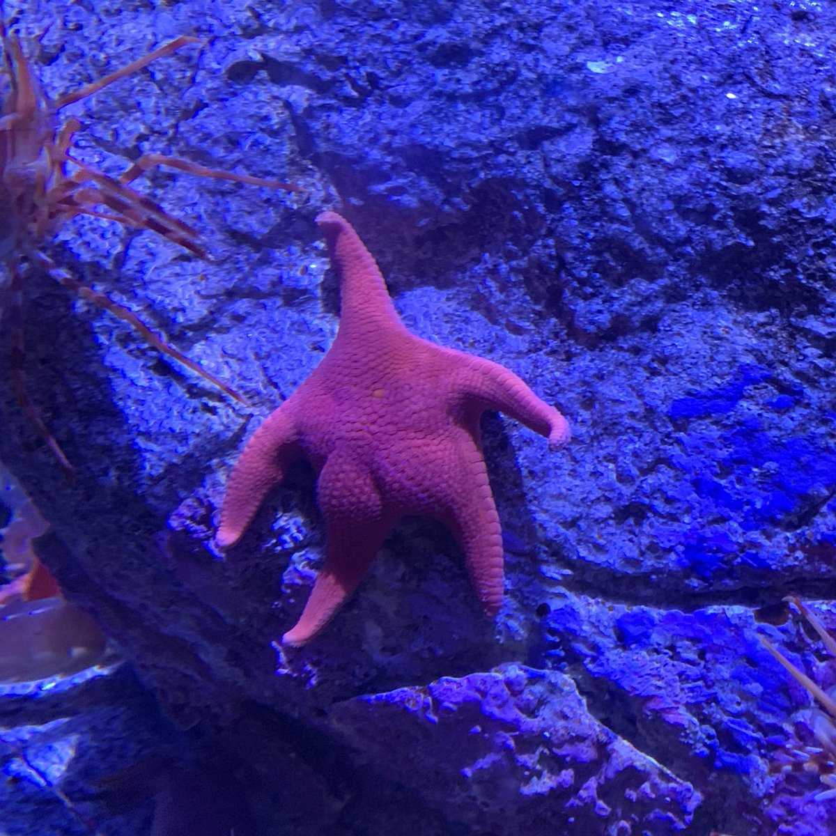 Thicc Starfish (Visemes, Twerk Emote, Jiggle Booty) Screenshot