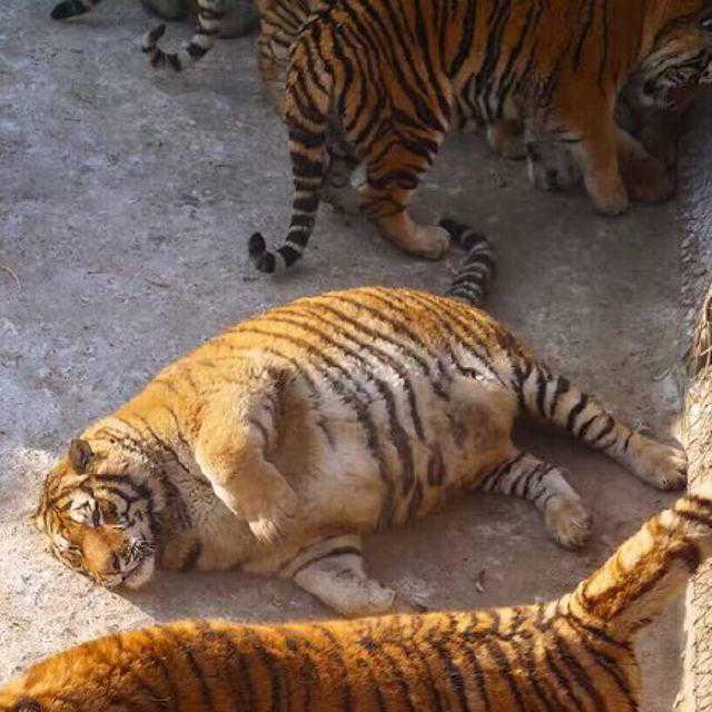 Fat Tiger (FullBody, Butt Jiggles, Lip Sync, Eye Tracking) Screenshot