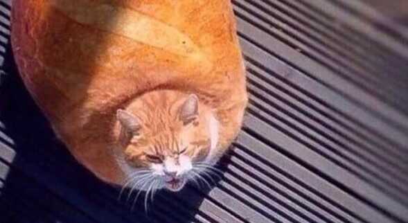 Cat bread Screenshot