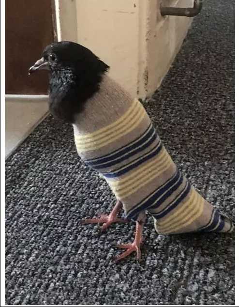 SOCKBIRB Screenshot